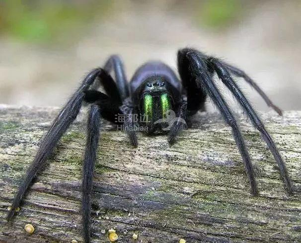 这种长着八只腿,还自带绿色"毒牙"的蜘蛛, 最初生活在地中海气候地区