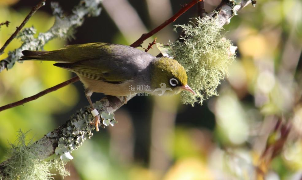 silvereye 灰胸绣眼鸟 silvereye 灰胸绣眼鸟,又名银绣眼鸟,毛利语名