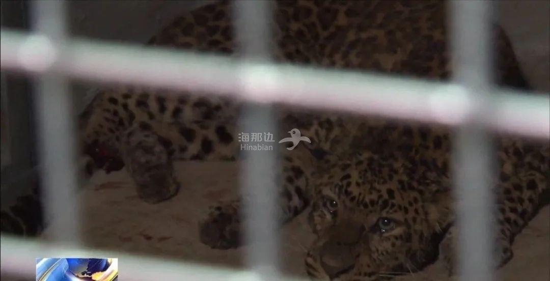 杭州野生动物园3只金钱豹出逃园区瞒报的背后藏着一场恶行