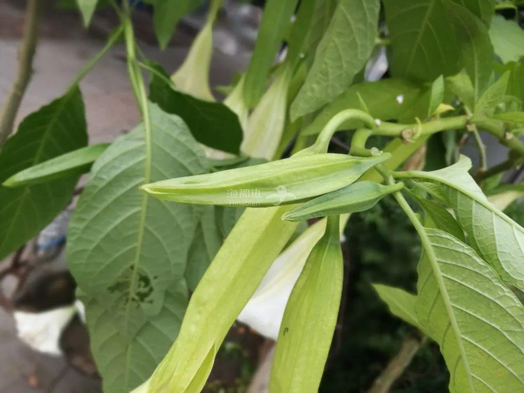 与秋葵相似的一种植物,曼陀罗则全株有毒.