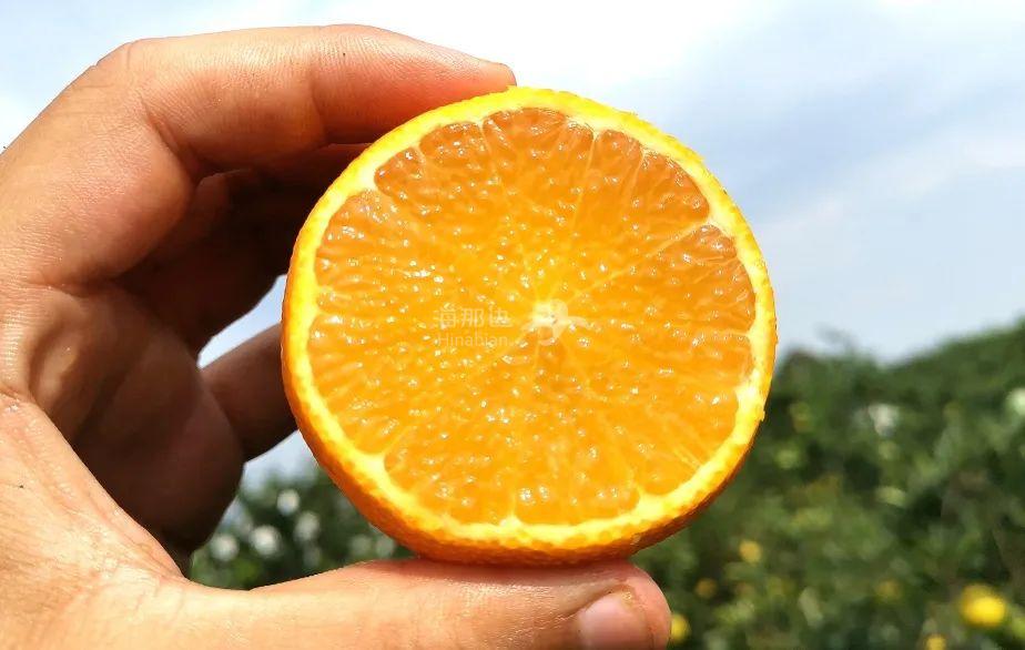 年年火爆全网!99%好评的网红爱媛,仿佛装了水管,口口爆汁!
