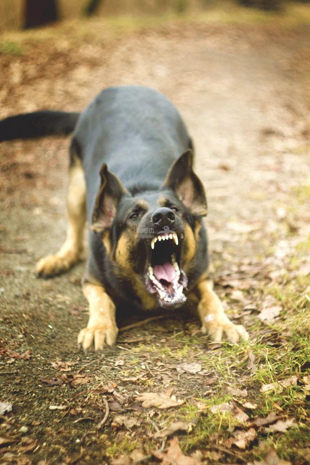 温哥华3岁女童当街遭恶犬撕咬 浑身是血! 妈妈目睹全程 尖叫痛哭!