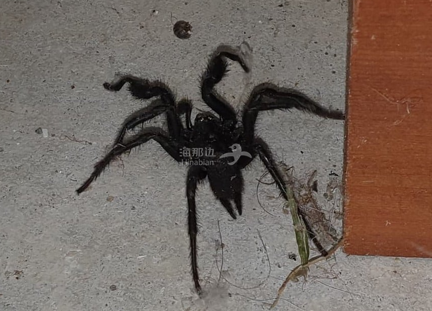 新西兰也有这么大的蜘蛛了?奥克兰华人吓惨