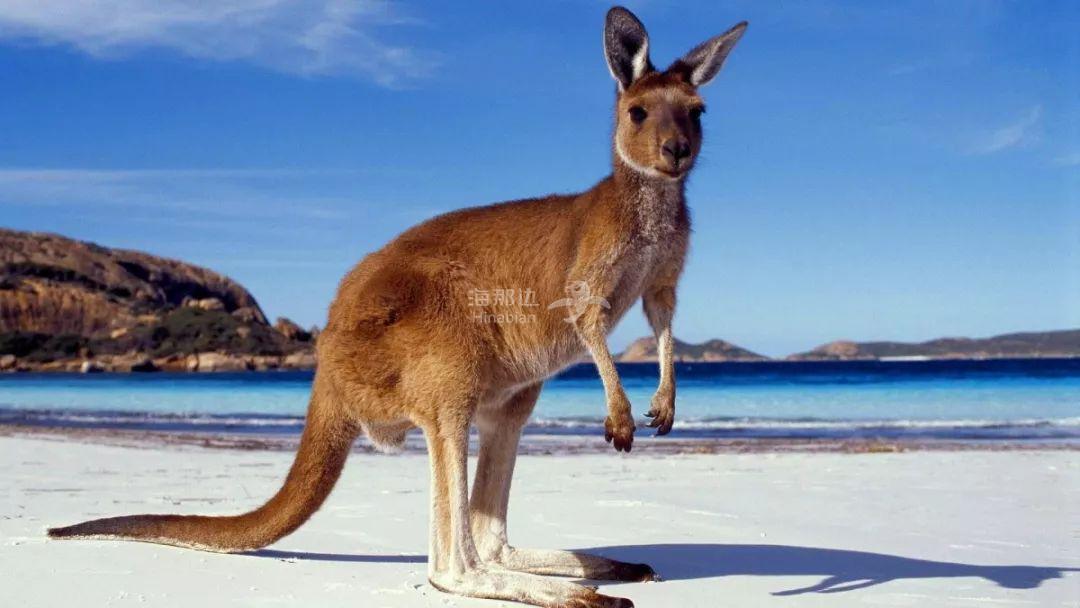 澳洲一酒店竟请袋鼠做前台接待!网友:可以,这很澳大利亚!