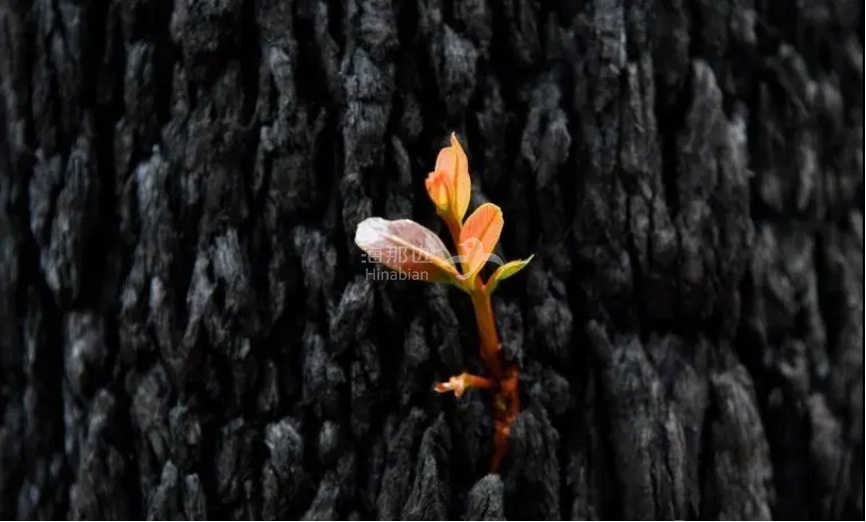 澳大利亚奇迹绝境逆袭浴火重生