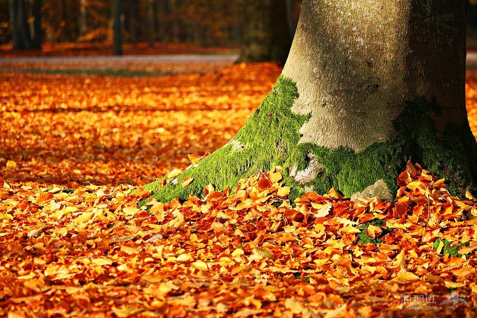 秋天的落叶, 苔, 树, 秋季, 叶子, 森林, 日志