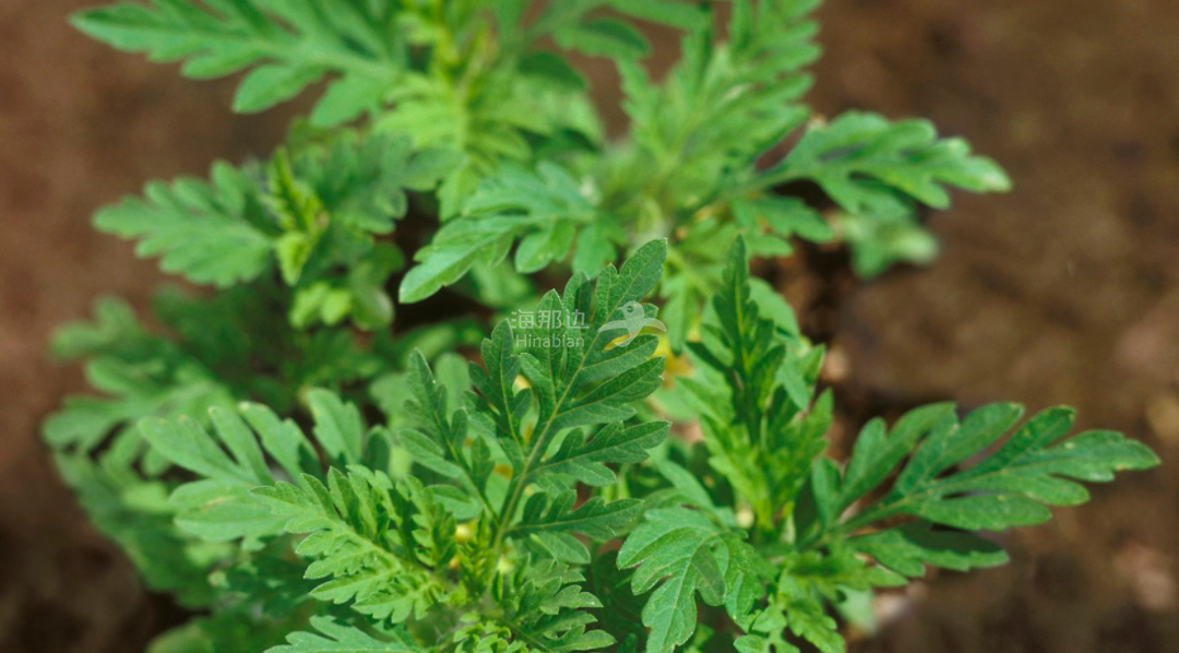 ragweed在路邊經常見到還有一種雜草叫豚草(ragweed),這種草的花粉