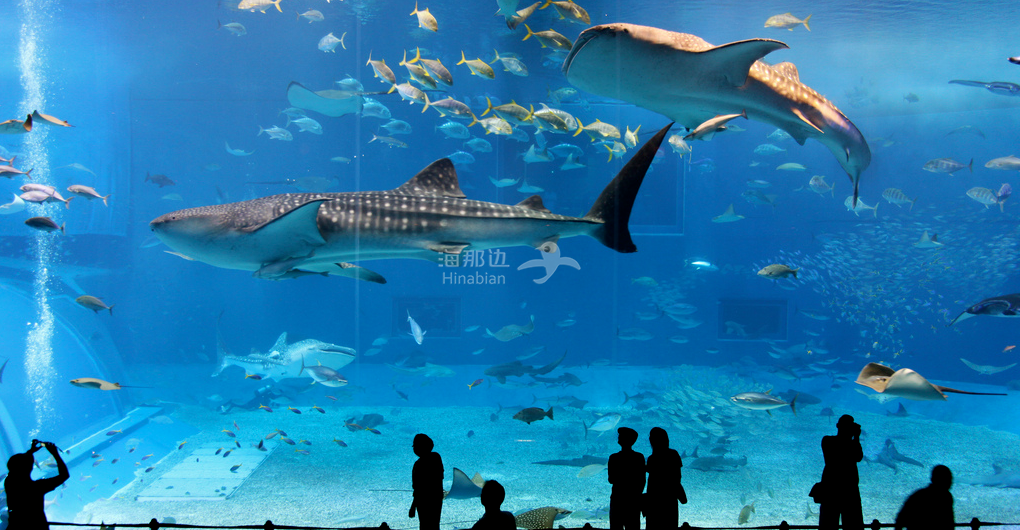 撑不住运营65年的温哥华水族馆还是卖了宣布出售给美国公司