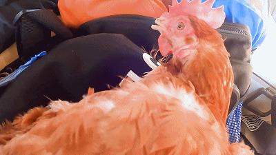400_225gif 动态图 动图