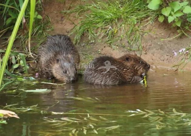 和河狸水坝战斗在第一线在金色溪流漂游真的很加拿大