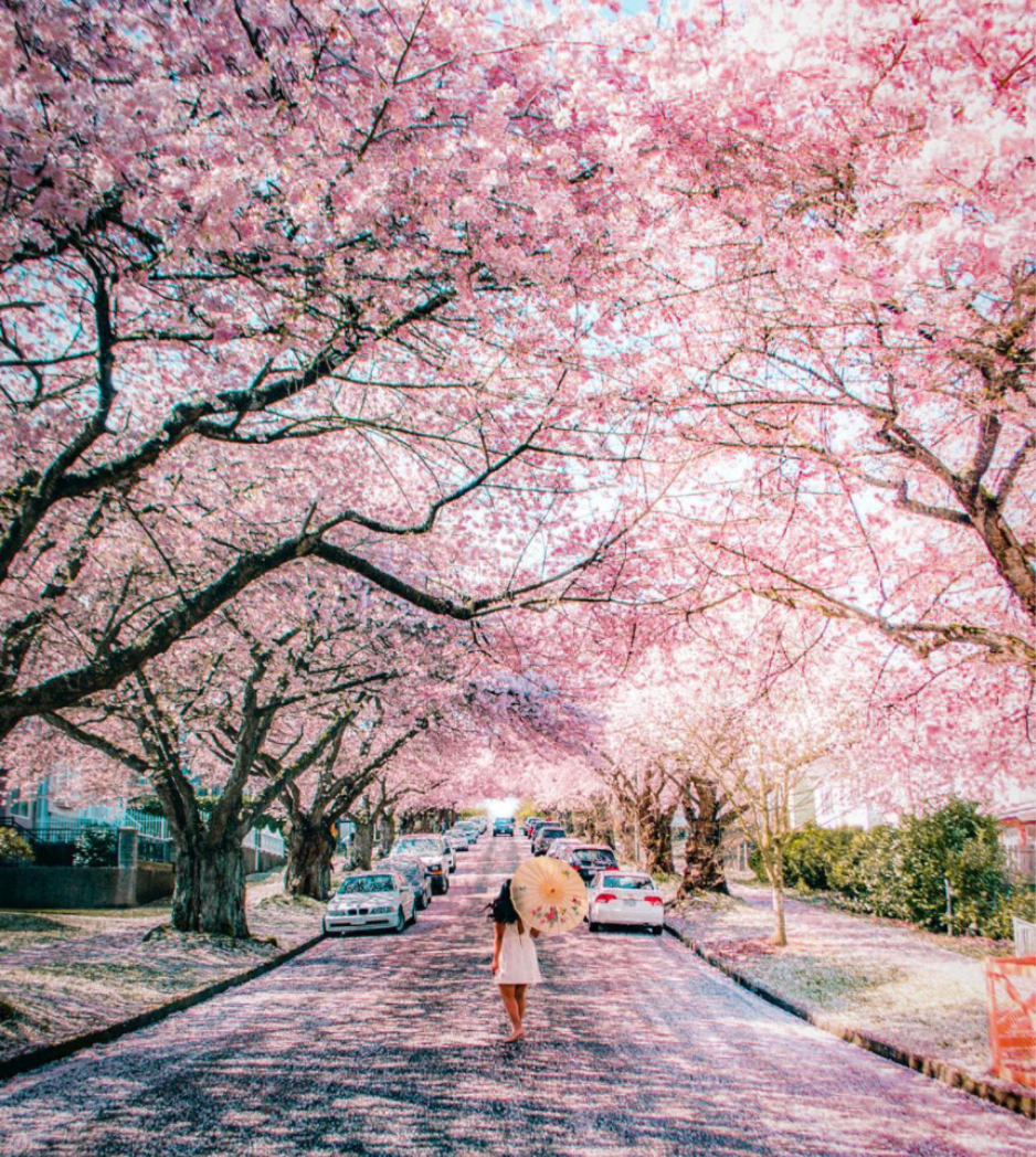 美哭温哥华樱花一夜开遍全城温村秒变绯红樱花海朋友圈又要刷爆了