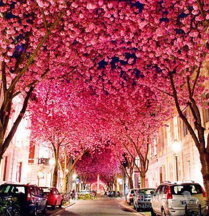 开到荼靡花事了——德国，波恩，樱花大道。
