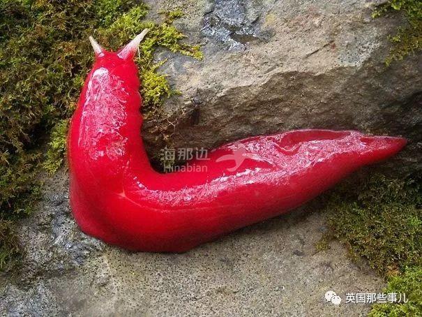 全程高能只有澳洲才会出现的18禁画面看完不腿软算你赢