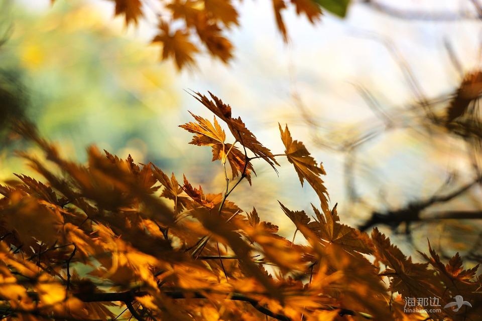 秋季, 叶, 秋天的树叶, 光, 木材, 爱情, 红色的枫叶, 树叶, 红色