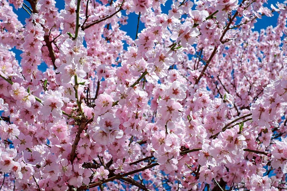 日本樱花树, 鲜花, 粉红色, 树, 花树, 春天, 日本樱花, 樱花, 开花时间, 颜色, 丰富多彩, 科