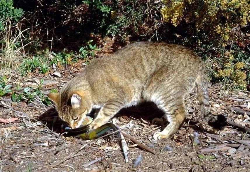 澳洲计划屠杀200万只猫每只悬赏7澳元泛滥的野猫差点将其他物种全部