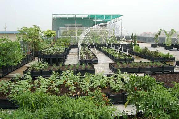 中国丈母娘将别墅花园改成菜园澳洲洋女婿看完后想哭