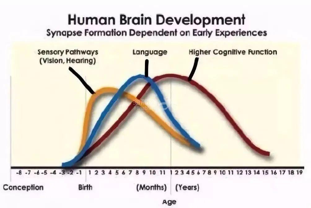 一份哈佛大学儿童发展中心的《人类大脑发展曲线图》表明,4-10岁是