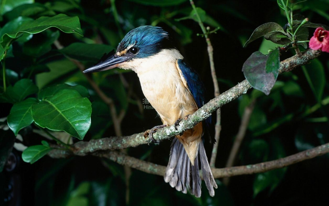 你家后院这些鸟越鲜艳越有害一文教你认清新西兰常见鸟
