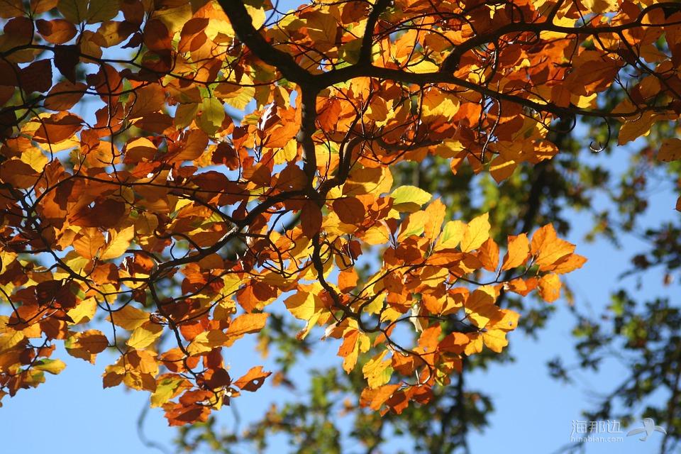 秋天的落叶, 多彩的树叶, 榉木