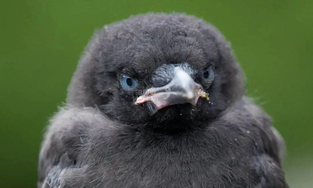 竟然结交了一支"乌鸦军团"做朋友,还发生了一些让人又哭又笑的故事