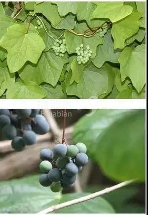 小心"神秘杀手"!这种植物千万别碰 21岁女子险变残疾|海那边海外社区