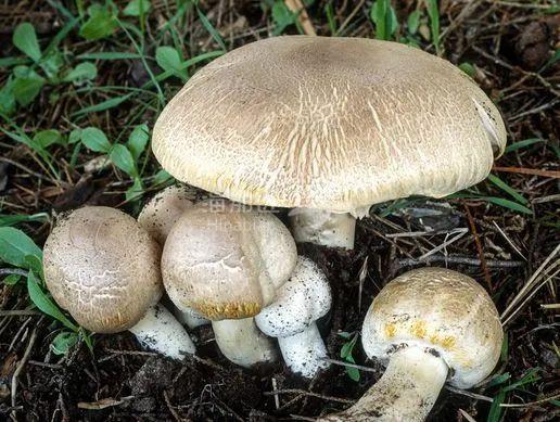卫生部警告今年恐迎来最危险的毒蘑菇季维州人尤其要警惕这两种