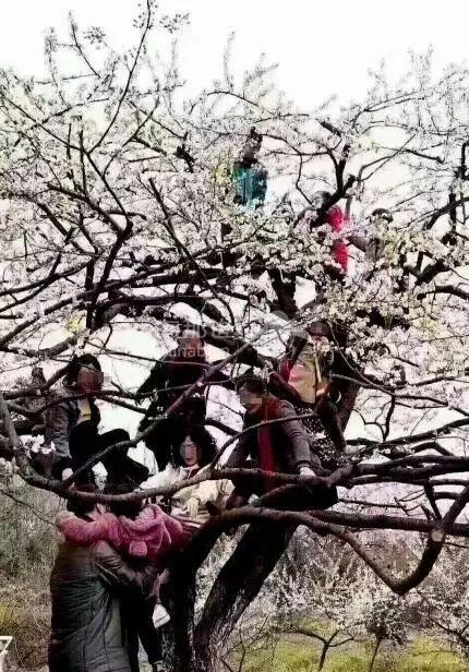 中国大妈爬树拍照图片