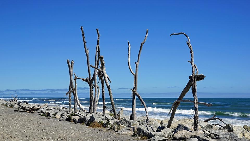 霍基蒂卡海滩, 海岸, 海滩, 新西兰, 南岛, 海, 木, 漂木