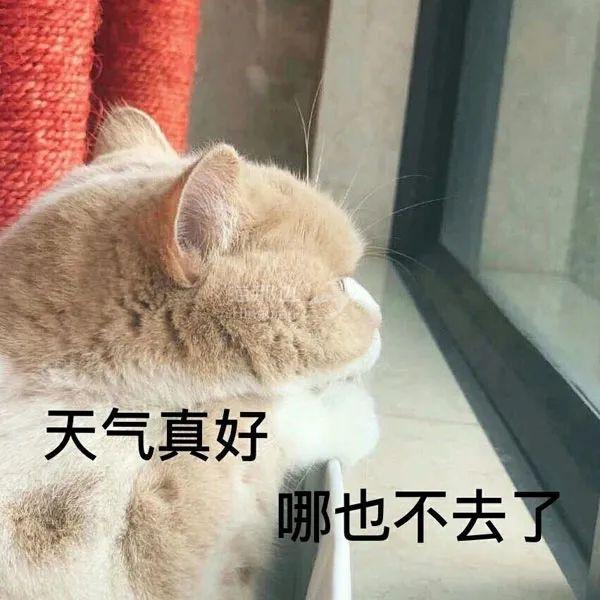 温哥华解封了我要出门了第一站不是商场不是公园而是这里