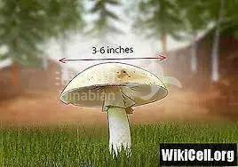 ..
