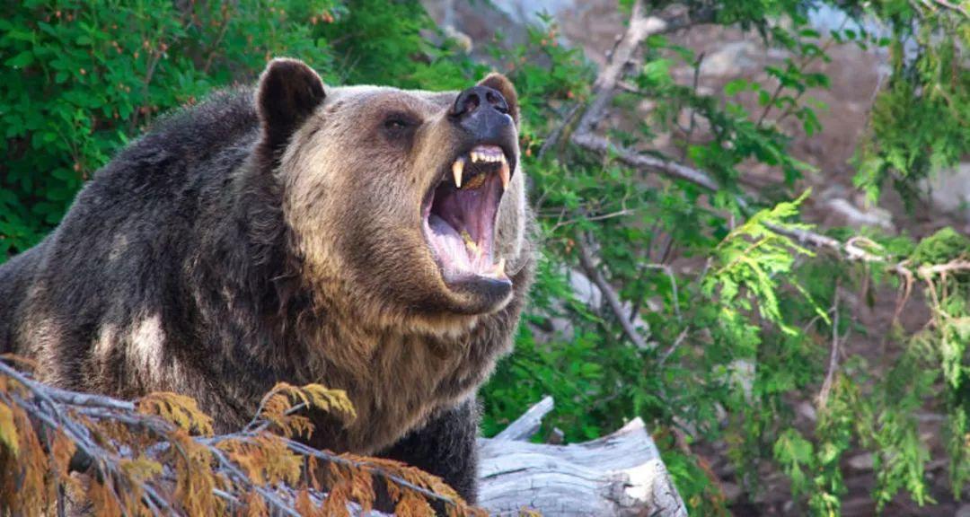 血腥两加拿大居民被熊活活咬死黑熊冲进大温男子汽车疯狂撕咬