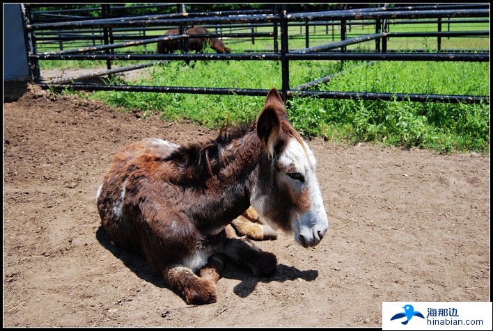 这是一匹泥地里的卧槽马,难道就是传说中的中国网络十大神兽之首