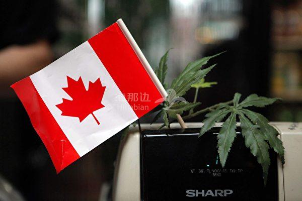 Canada 大麻规管化.jpg