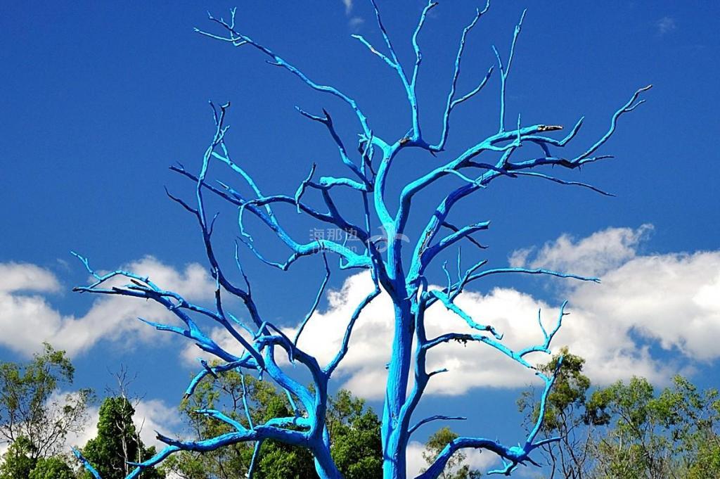 悉尼行摄之七安南山植物园寻觅蓝树